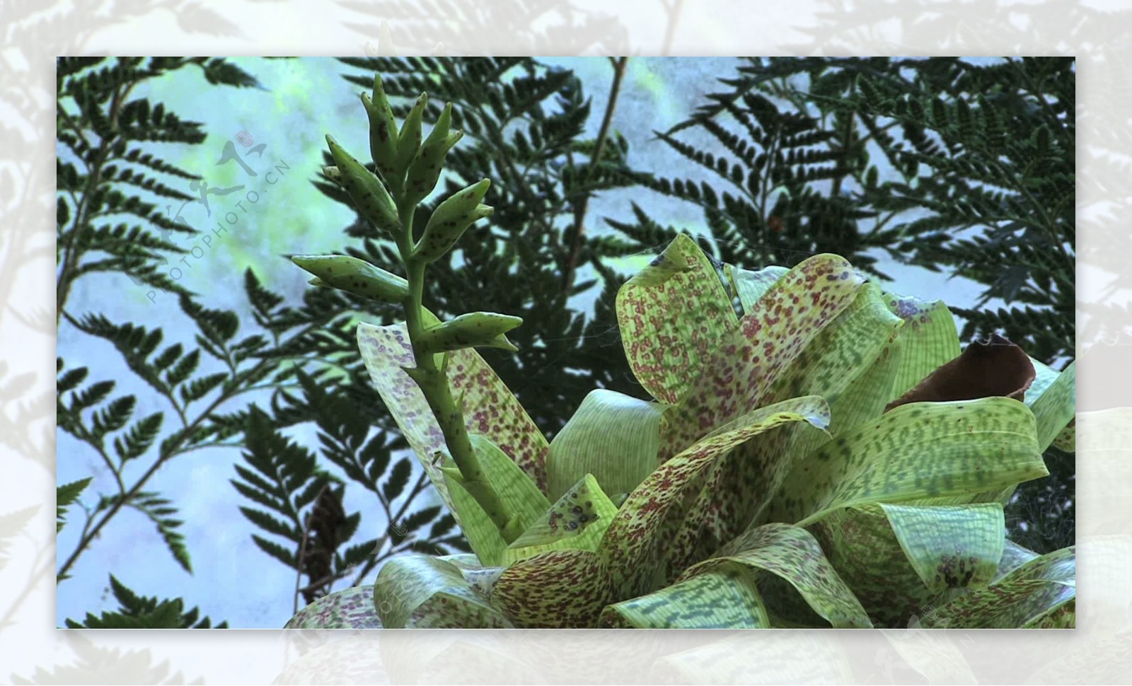 毛伊岛发现凤梨科植物和蕨类植物的股票视频