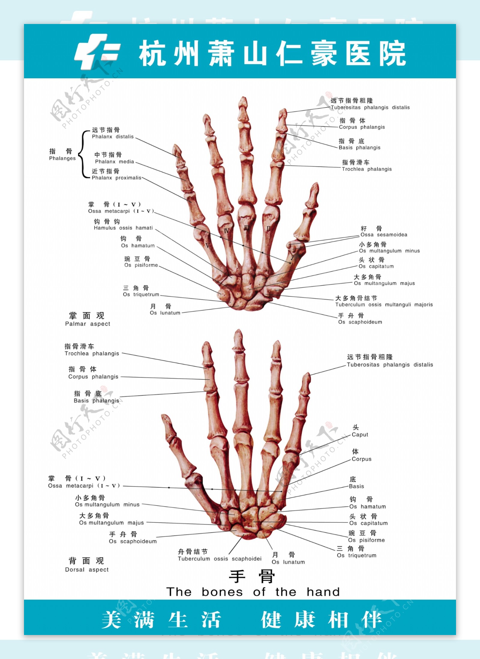 请学医的过来，帮我看看这个手掌部的X光片。帮我看看我的骨骺线闭合没有啊？_百度知道