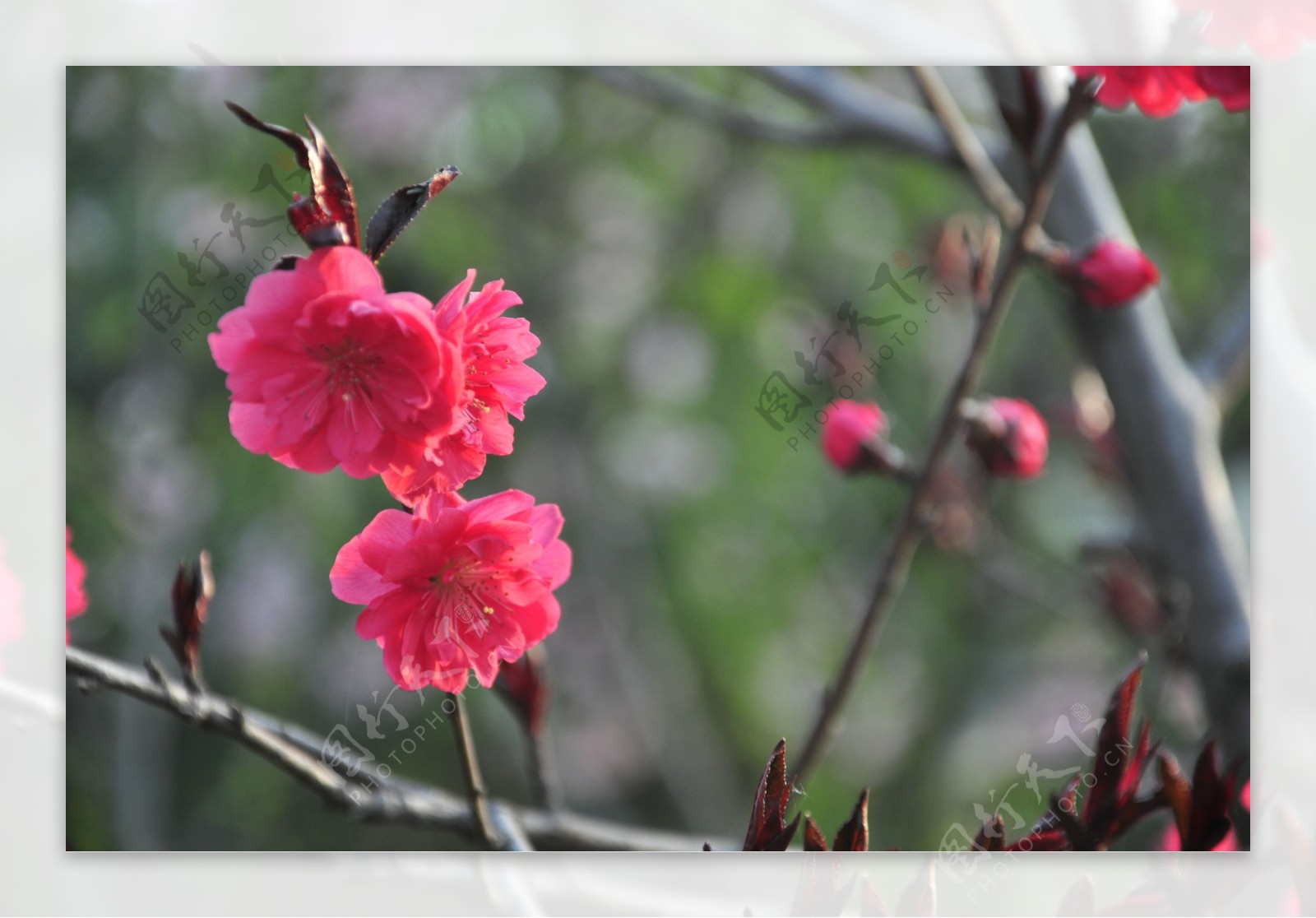 花朵图片