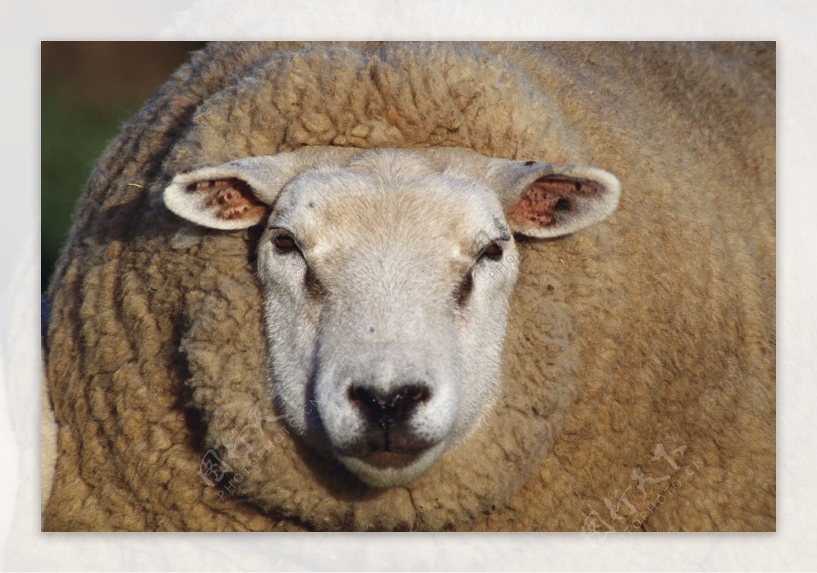 绵羊羊图片