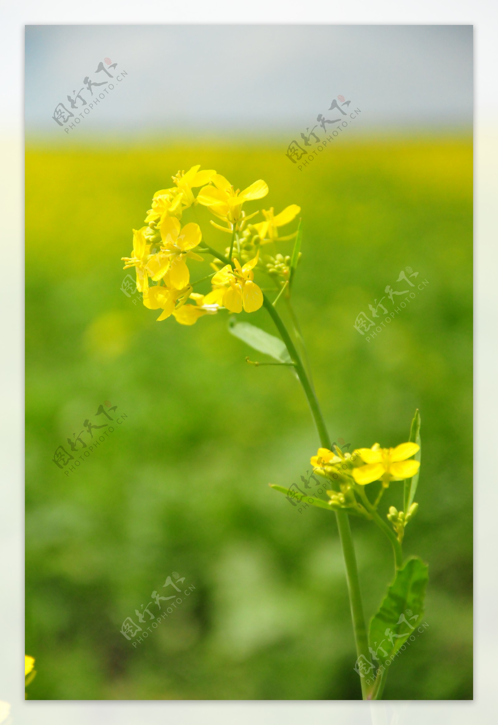 油菜花开