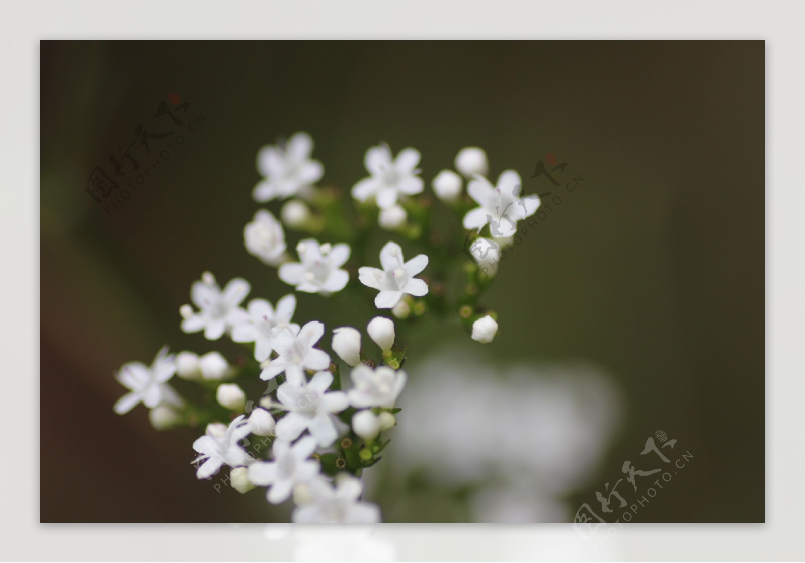 春天野花白色野花图片