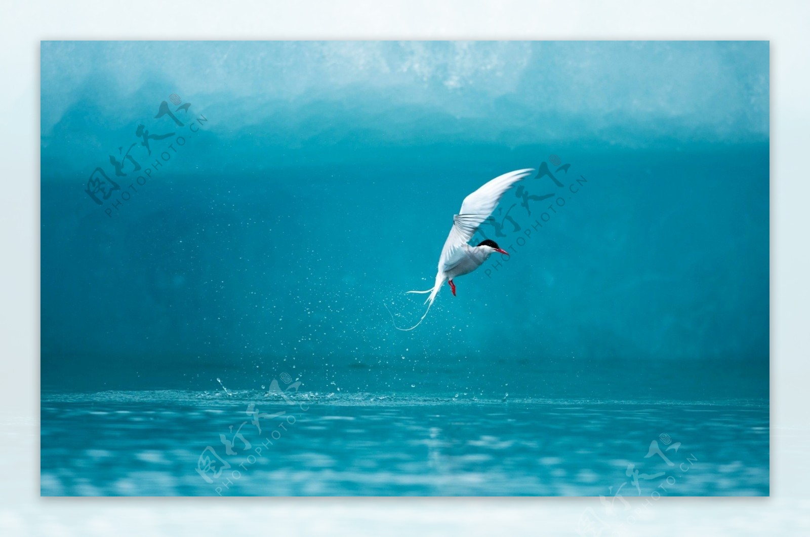 北极燕鸥图片