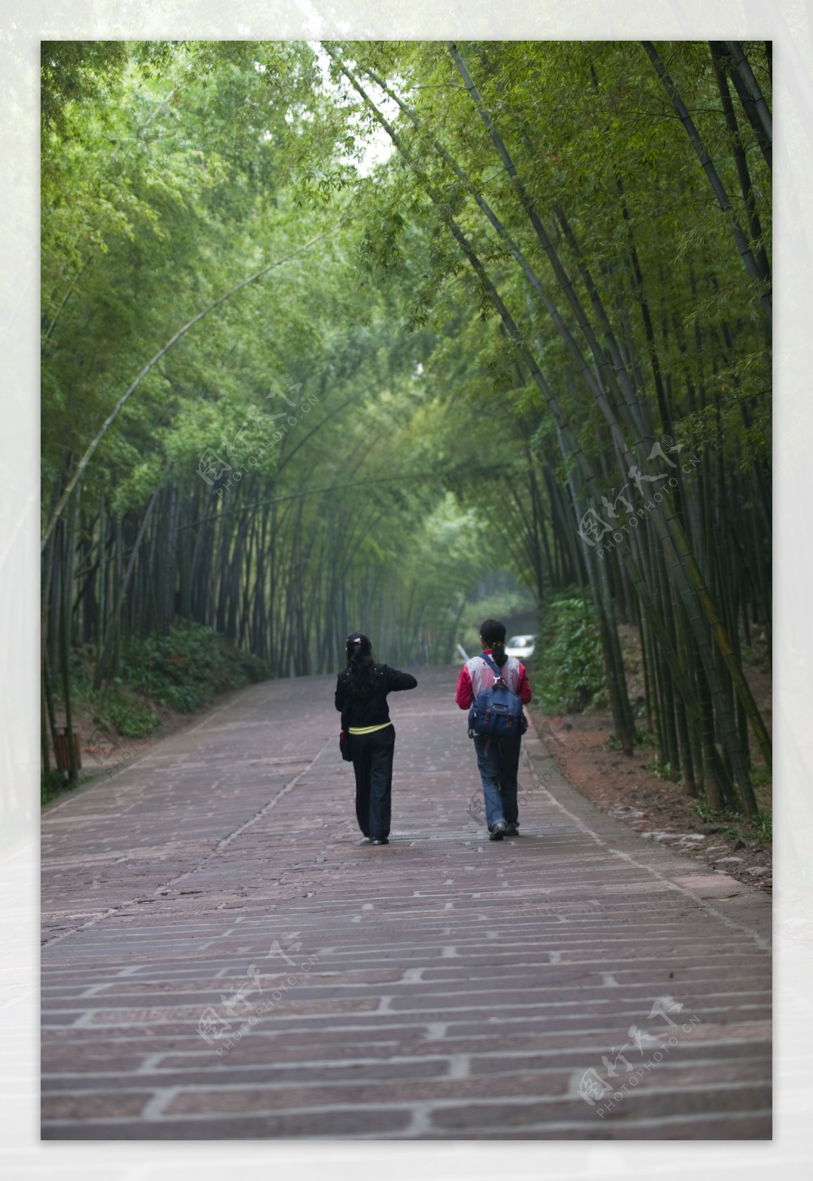 悠悠竹海情图片