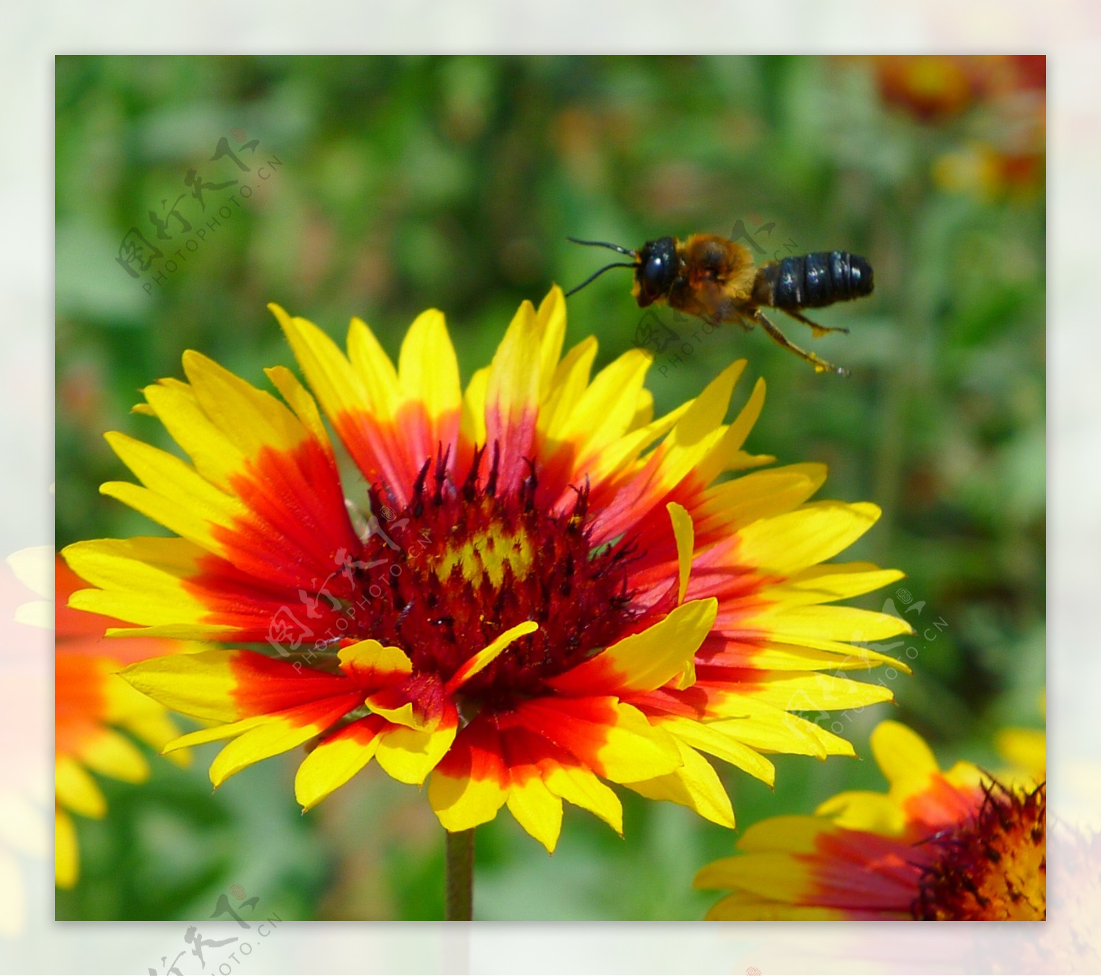 花与蜂图片