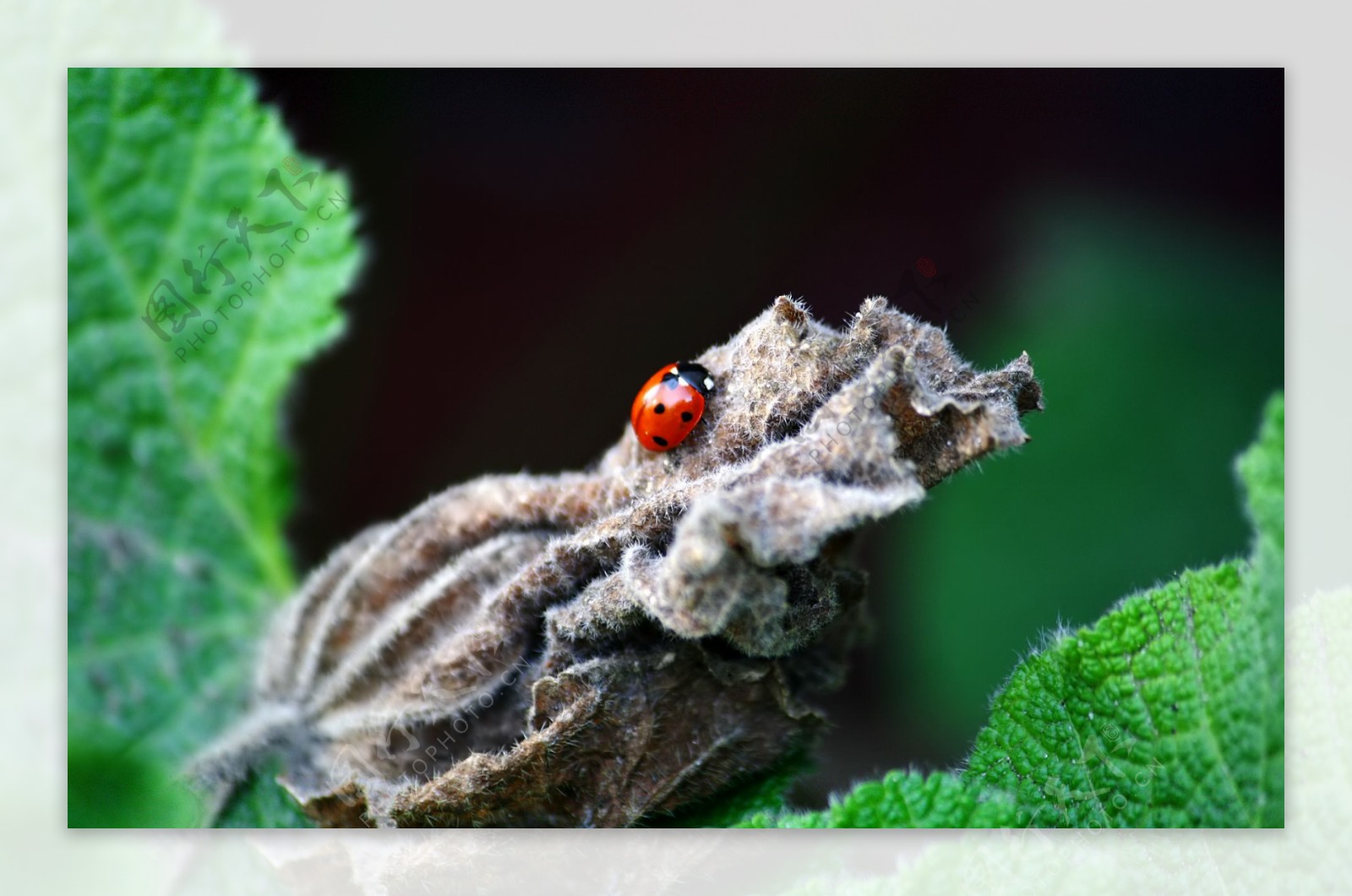 摄影图库生物世界昆虫图片