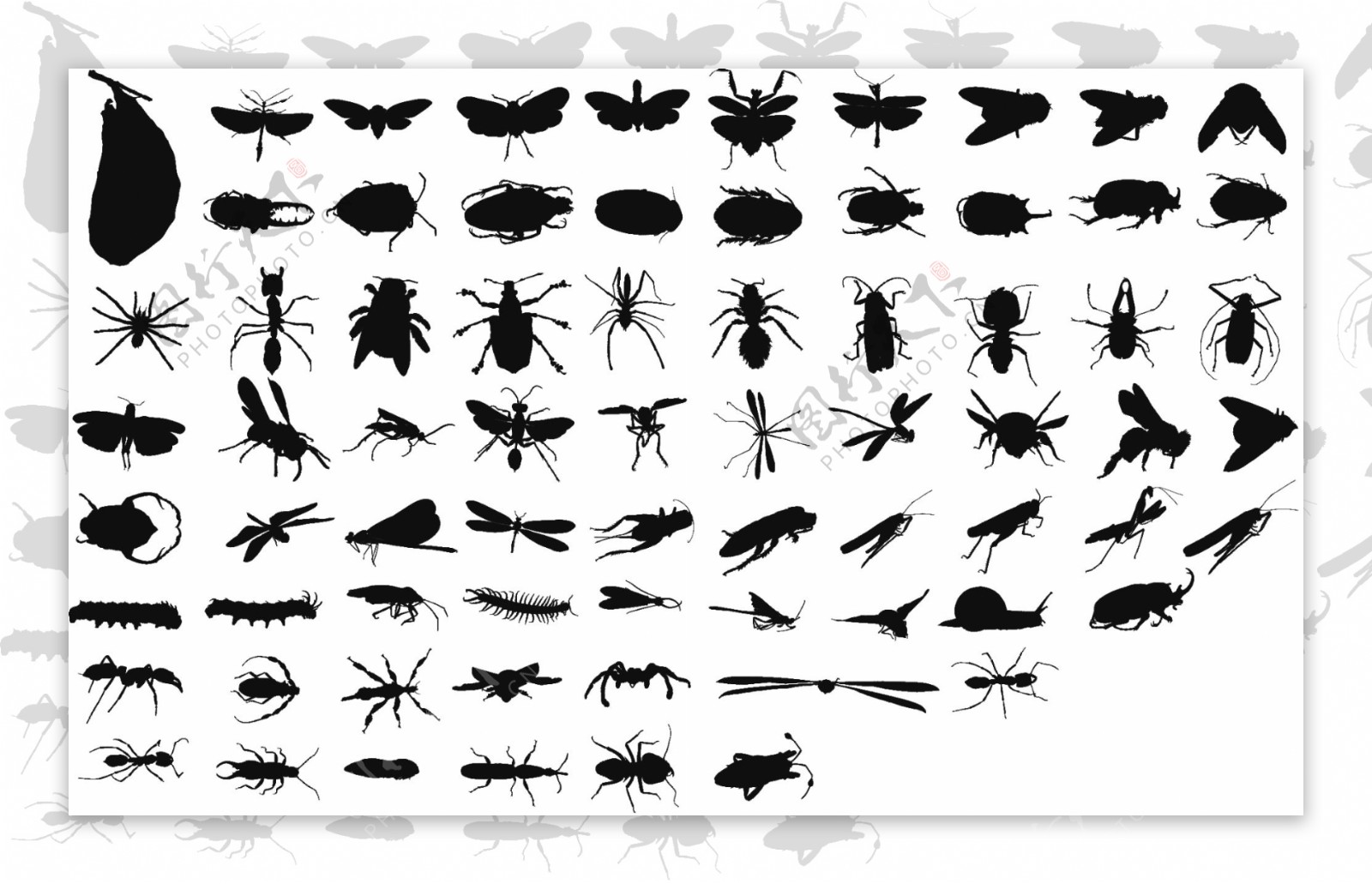 各种昆虫图案图片