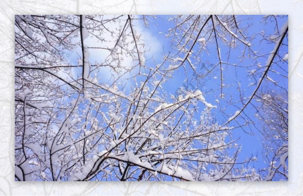 春雪图片