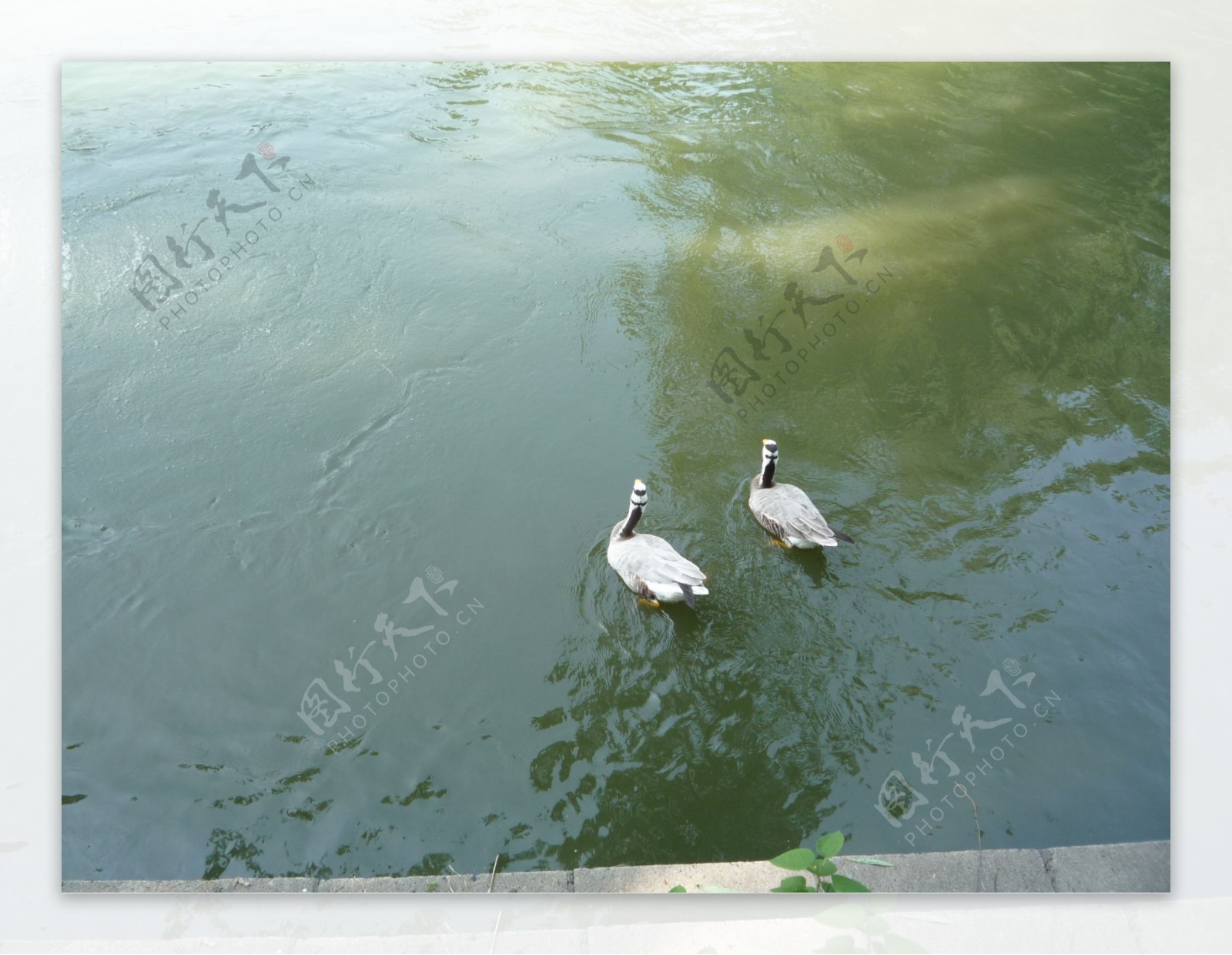 两只在碧绿的湖水中嬉水的水鸟