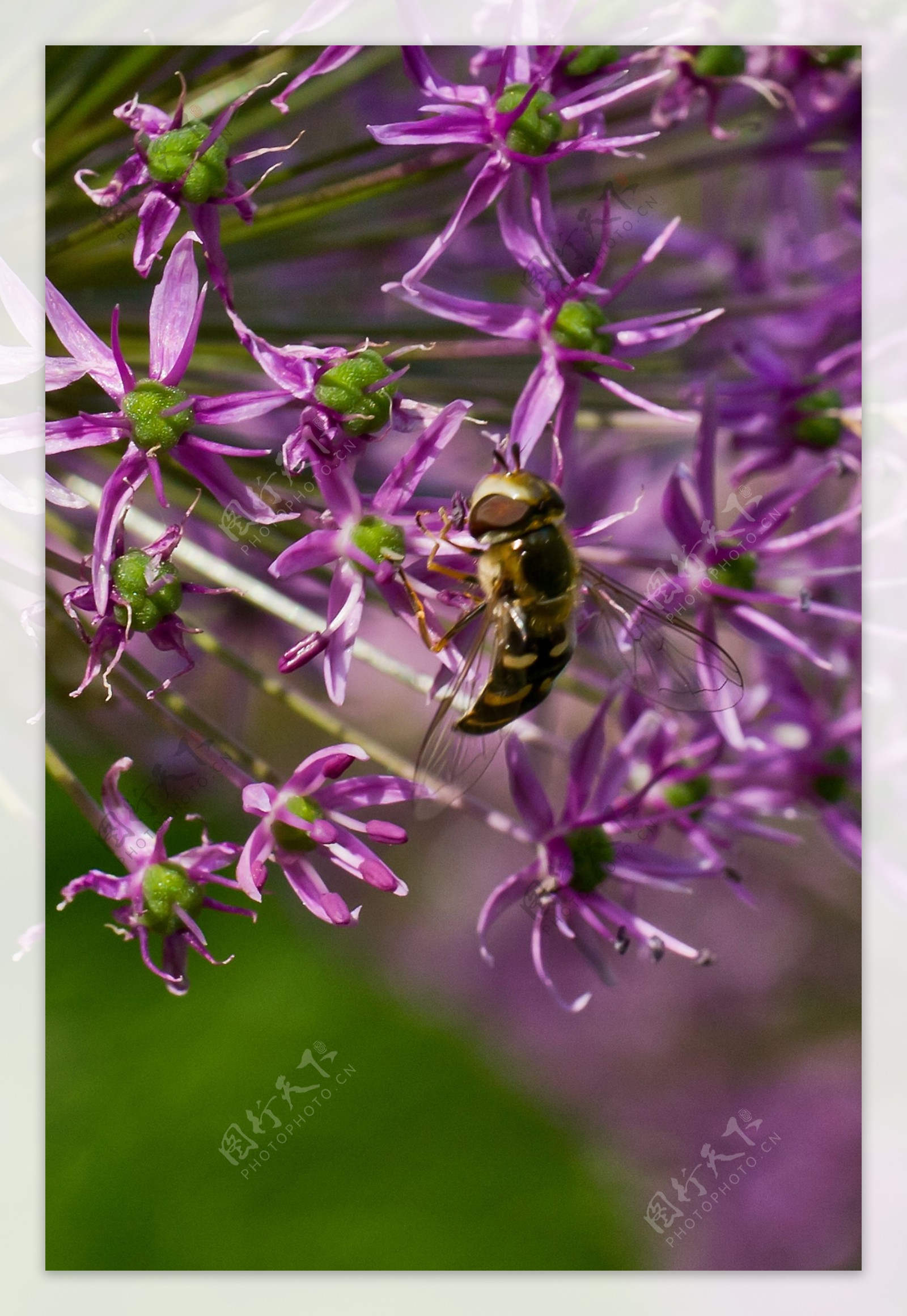 野葱中的蜜蜂图片
