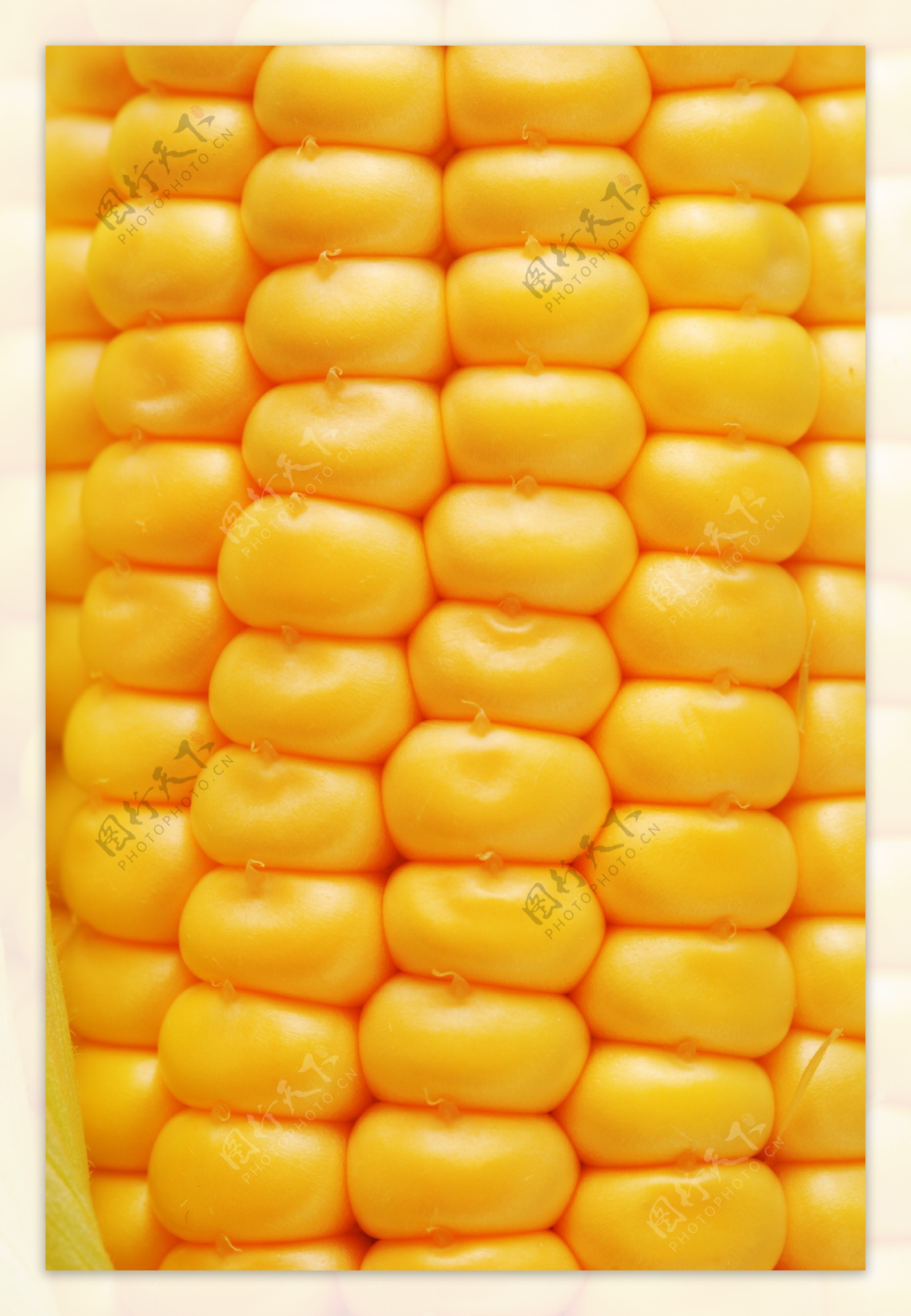 鲜嫩金色玉米图片