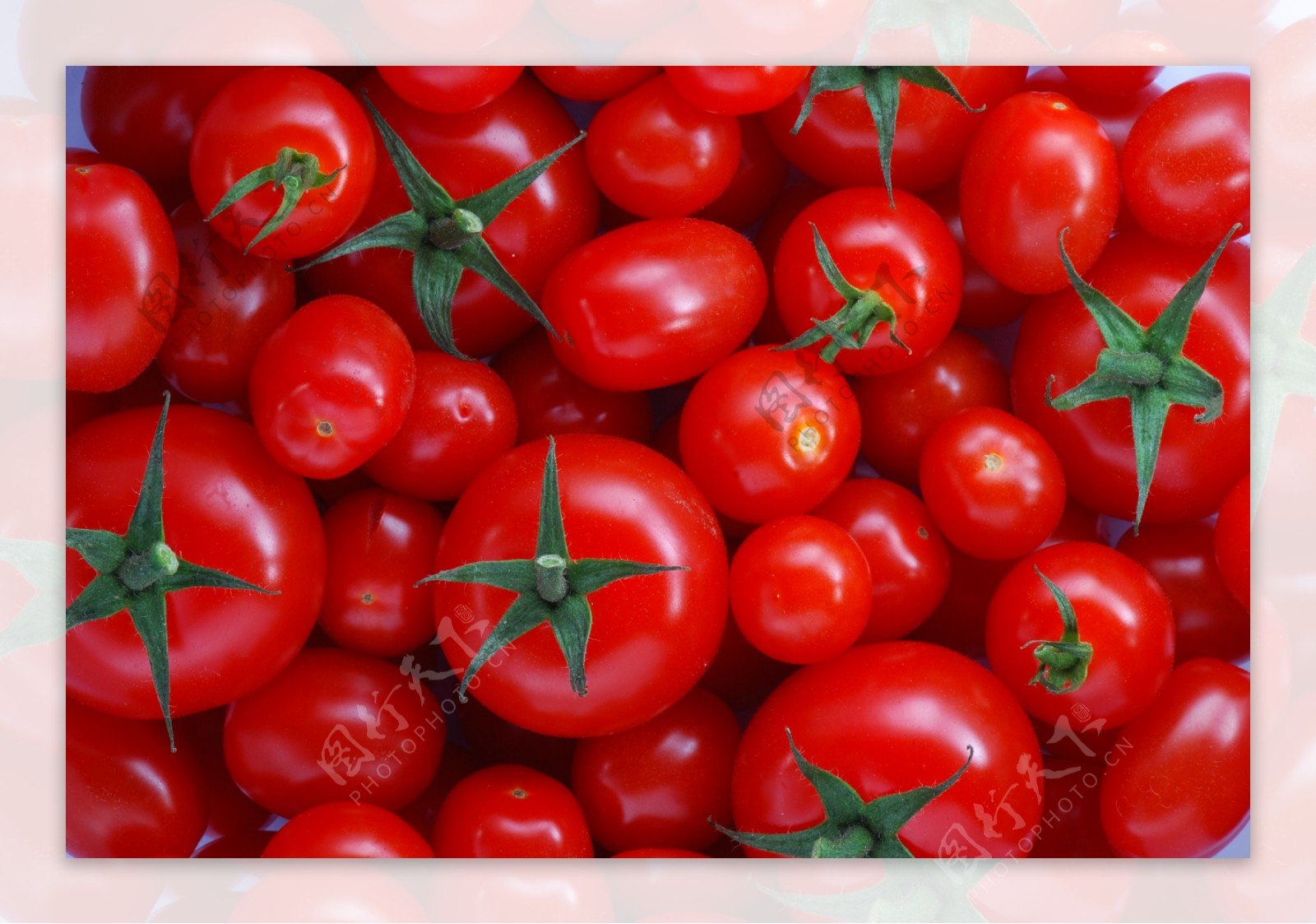 新鲜的西红柿图片
