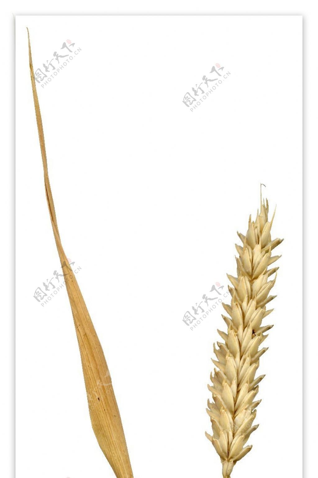 小麦树叶植物3D材质贴图素材2