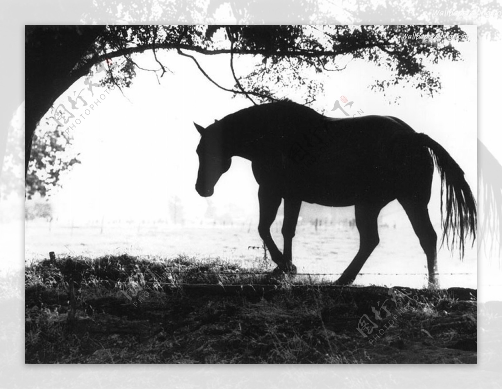 马和树的剪影图片