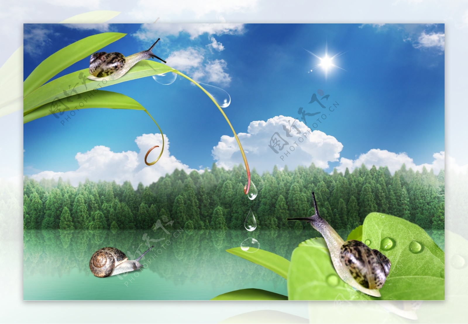 蜗牛与树叶图片