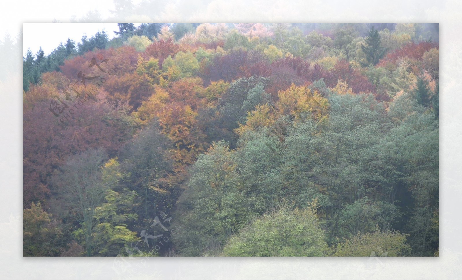 秋季在德国2股票视频树视频免费下载