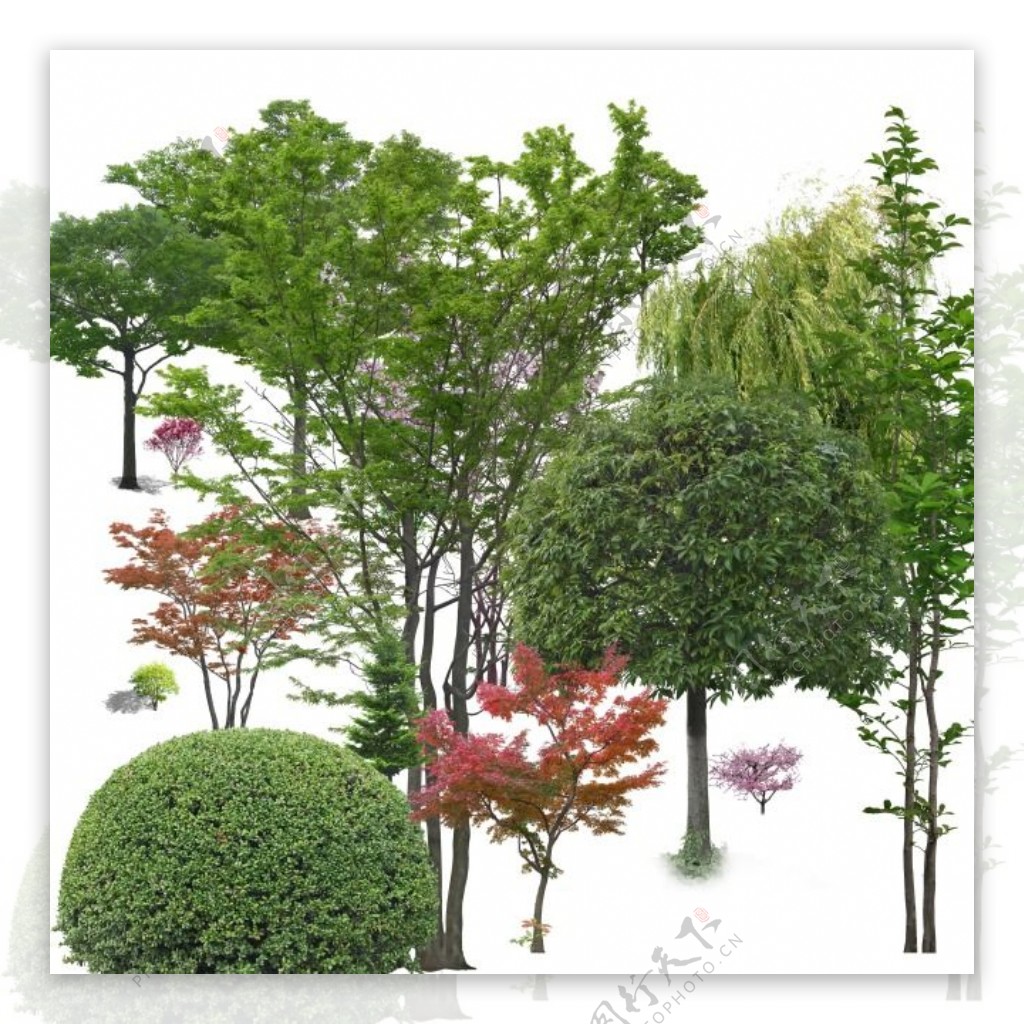 时尚园林设计常用设计树素材