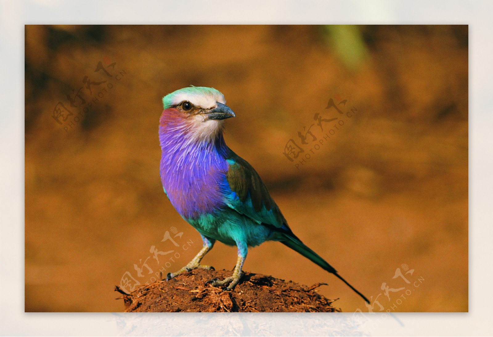 大自然鸟种类品种飞行动物候鸟广告素材大辞典