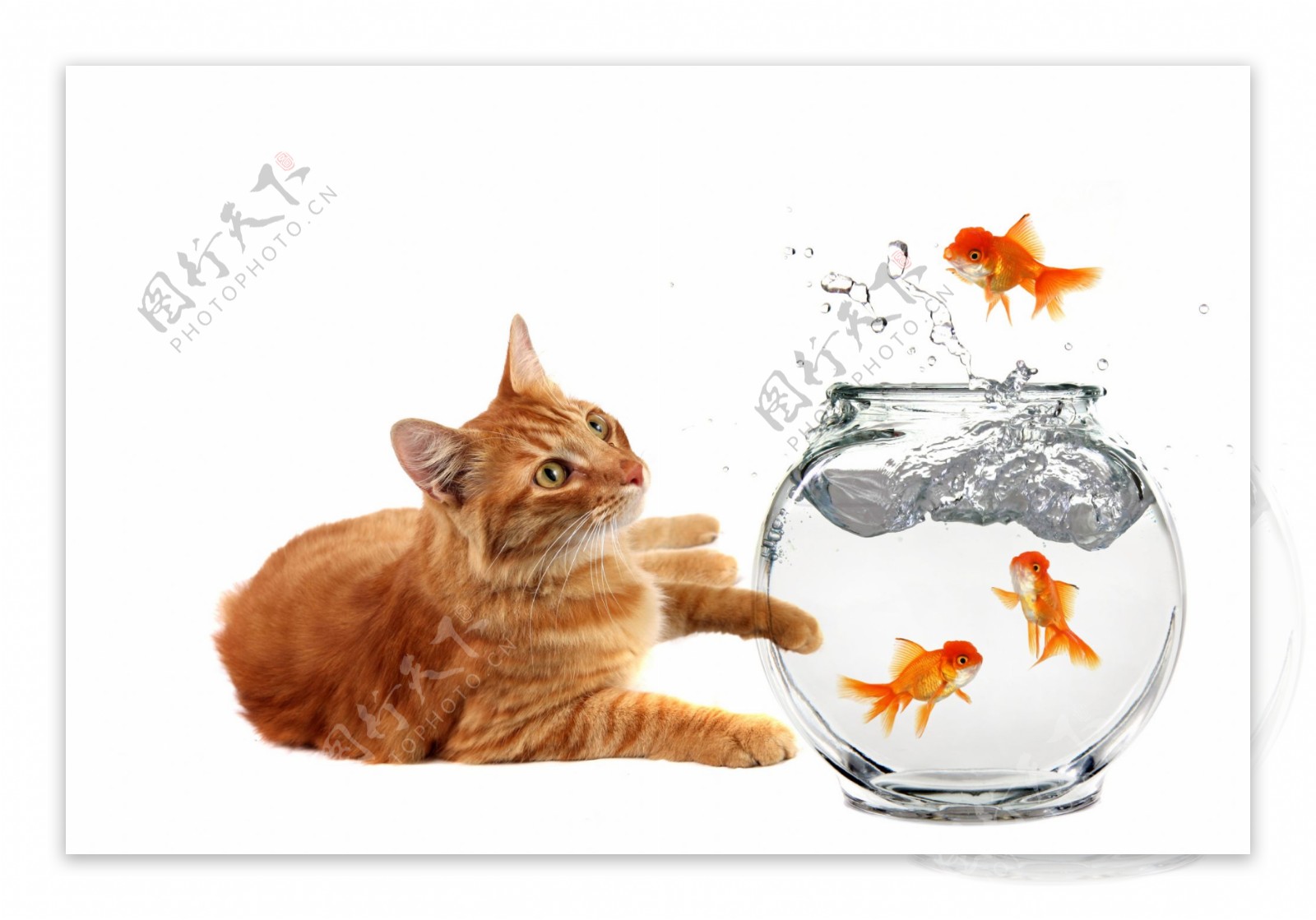 猫和金鱼的高清晰度图片