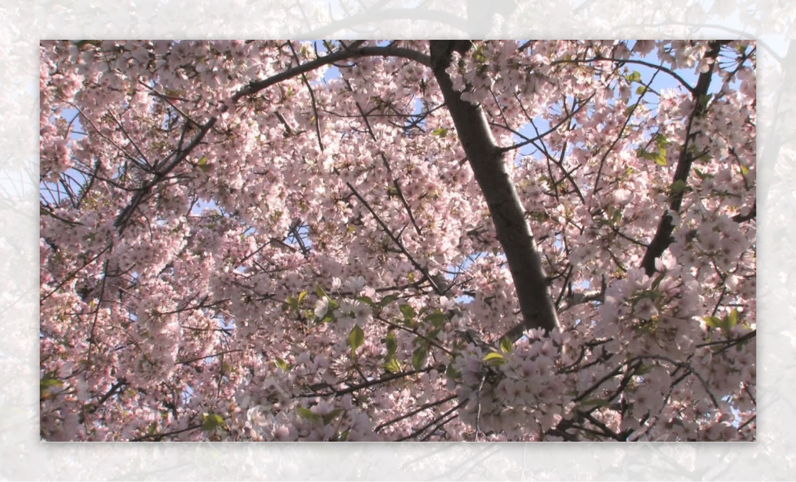 樱花盛开的倾斜股票视频视频免费下载
