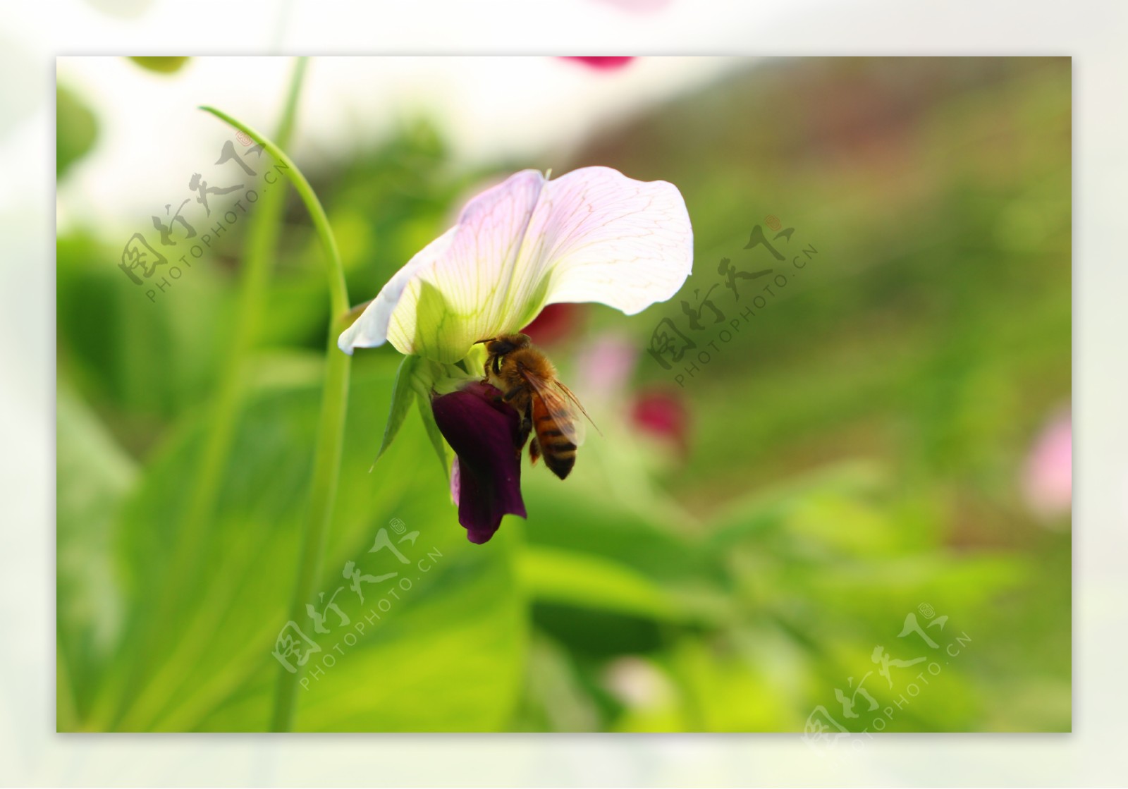 蜜蜂与豌豆图片