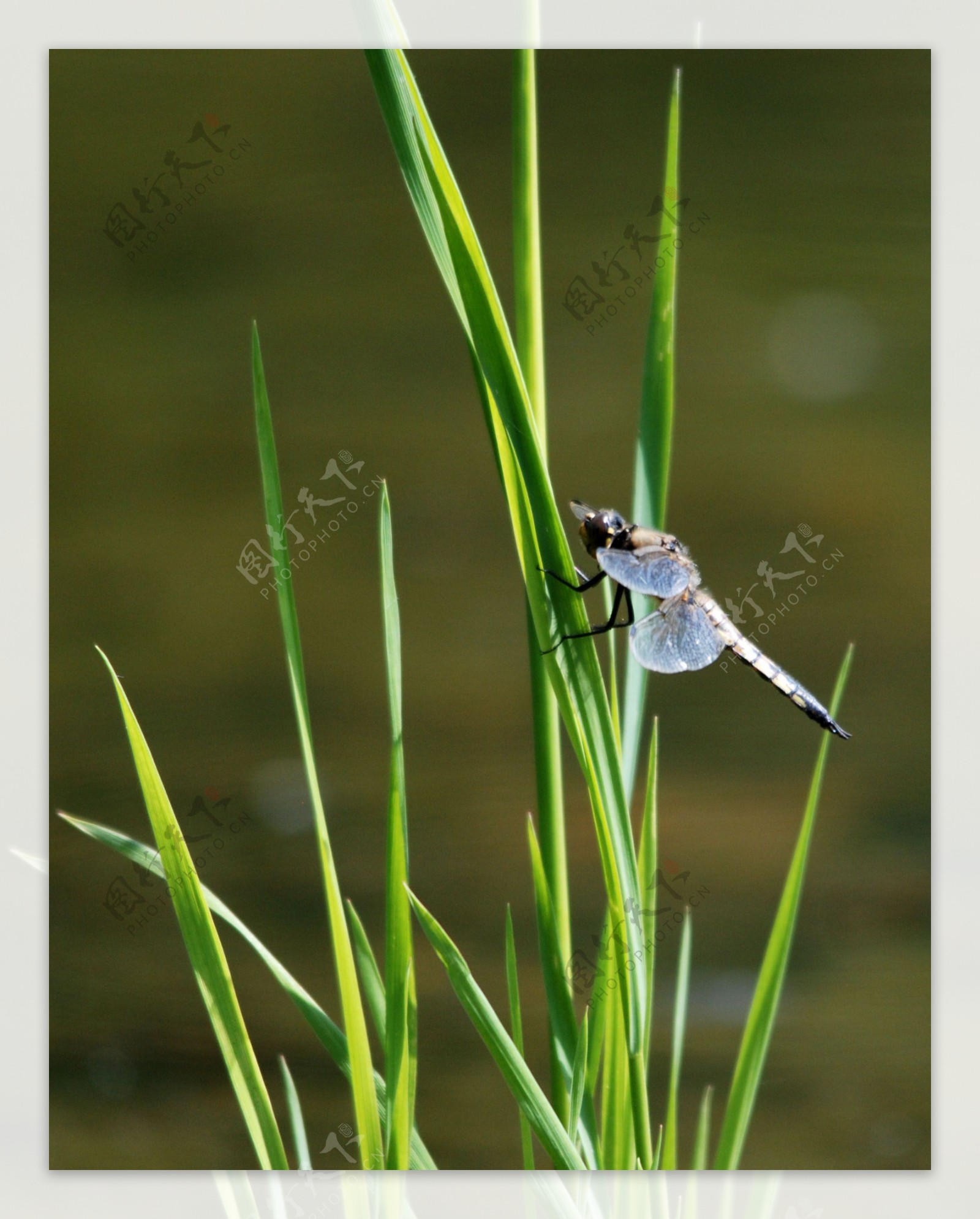 落在草丛上蜻蜓图片