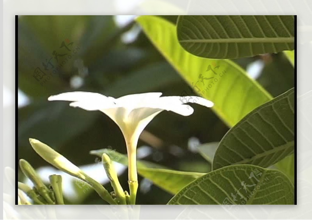 白色的热带花卉股票视频侧视图视频免费下载
