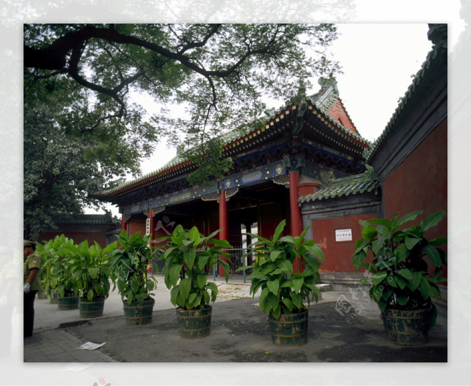 北京颐和园皇家园林参天古木大门前植物风景