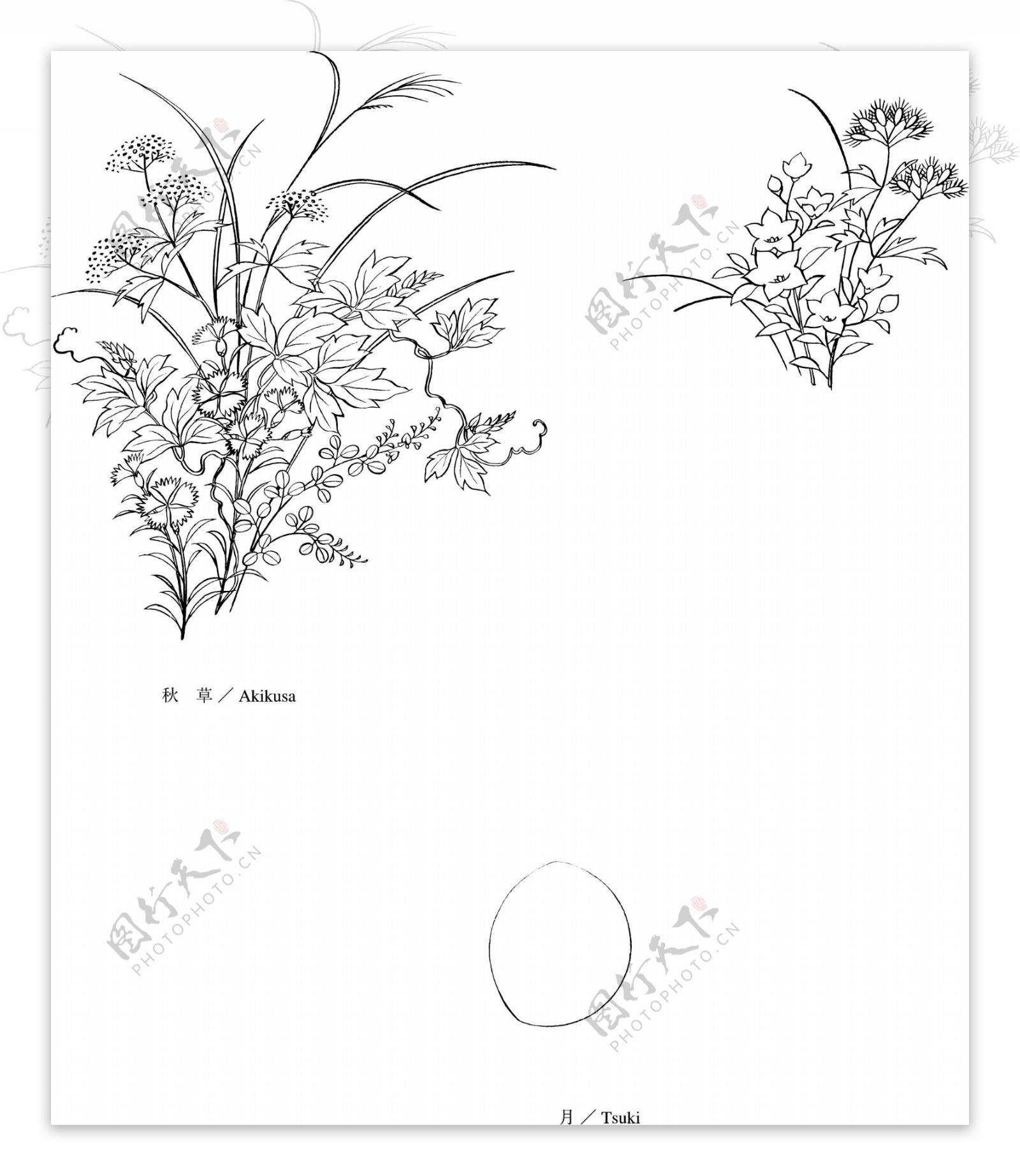 日本的植物花卉矢量素材5秋草和月亮的画