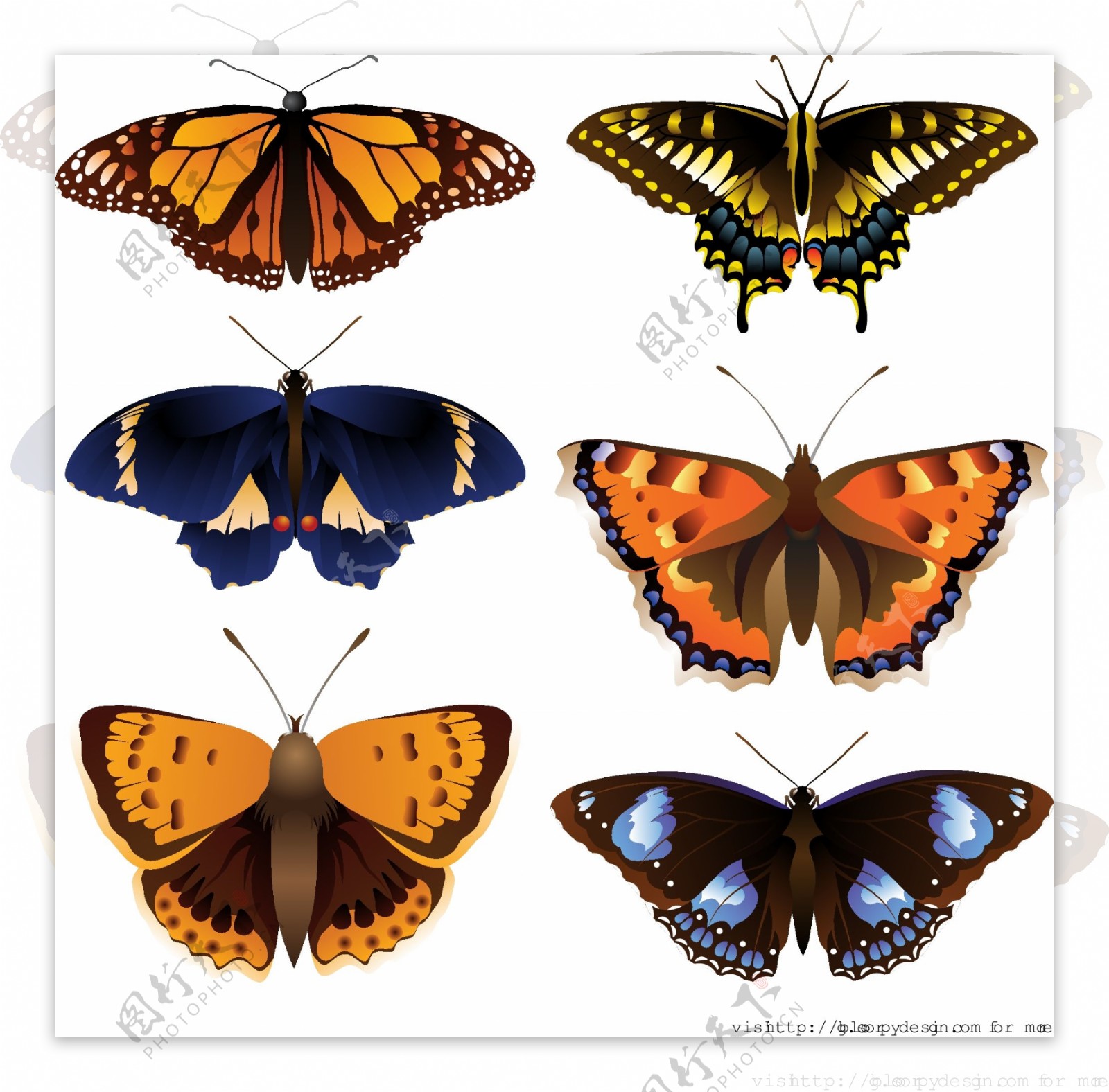 6复杂的蝴蝶矢量图形集