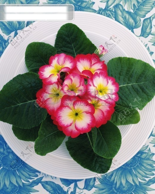 花艺大餐盘子花朵花饰郁金香紫罗兰稚菊