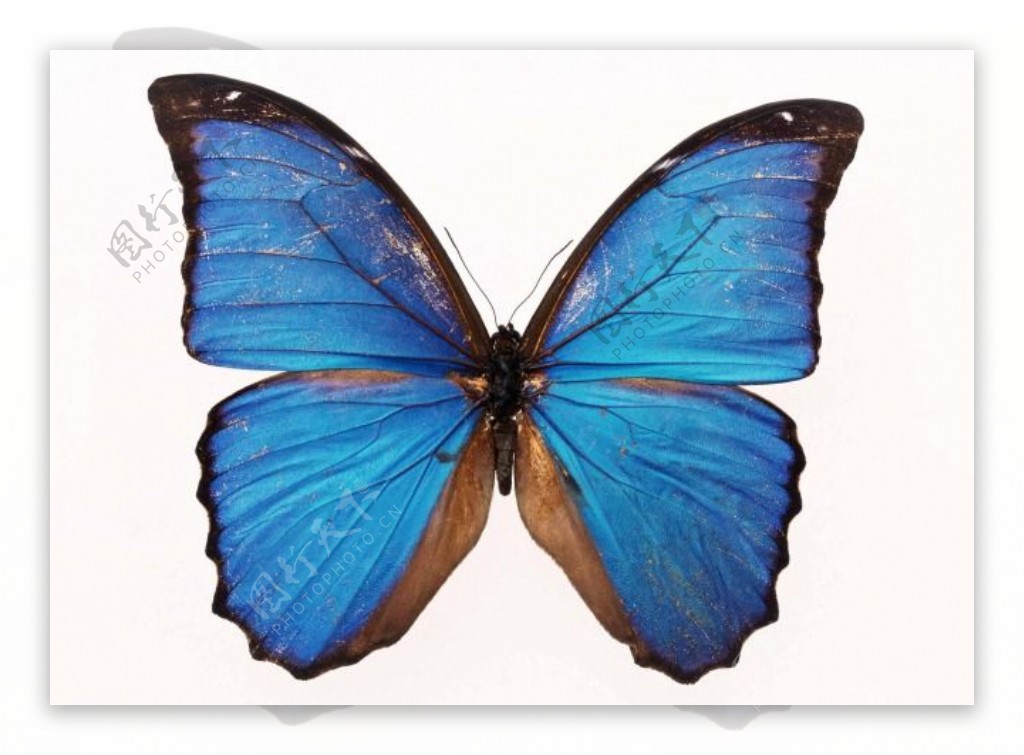 蝴蝶创作原始素材梦幻蓝色的翅膀