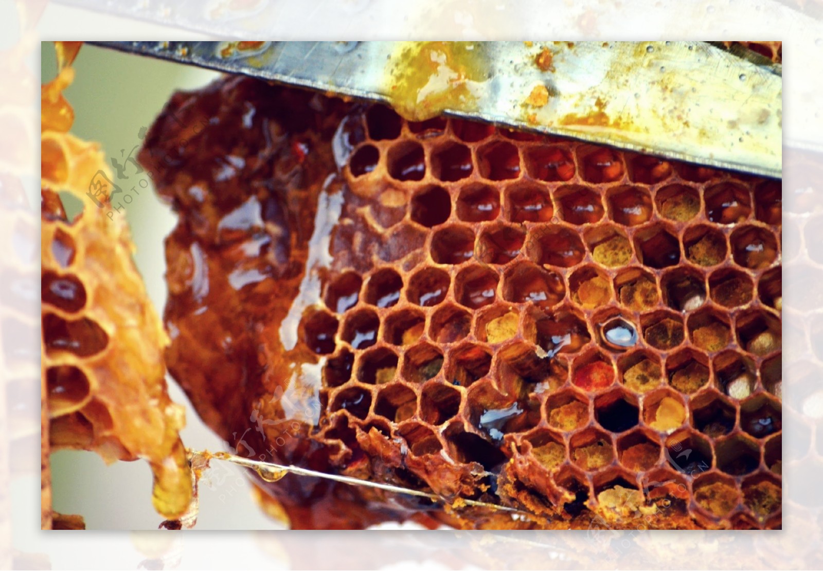 正在刮蜂蜜的蜂巢图片