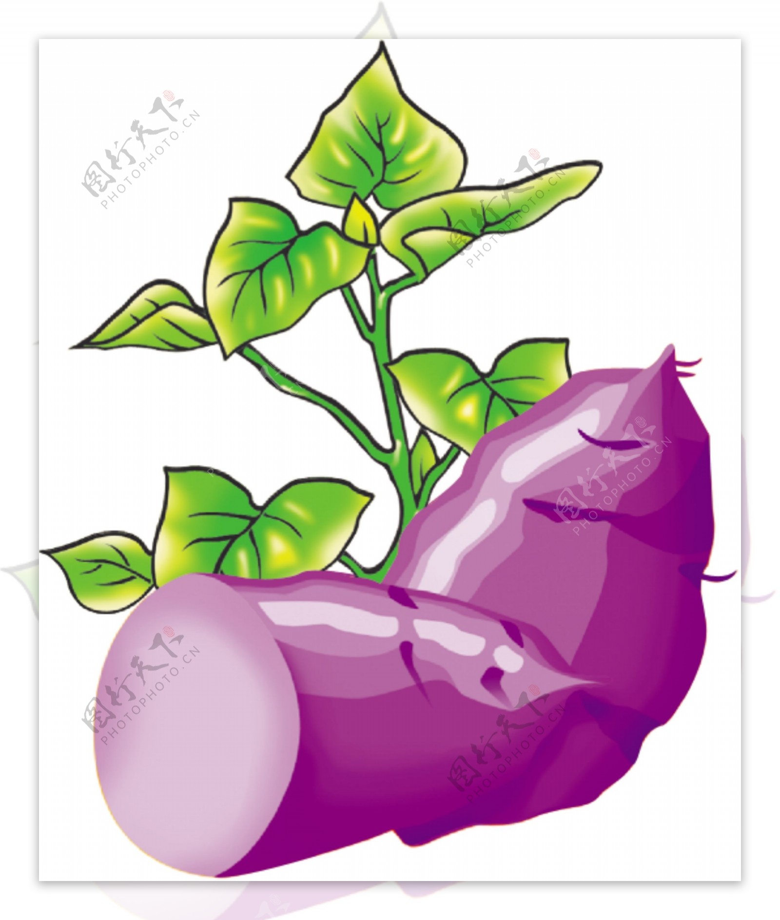 紫薯矢量图