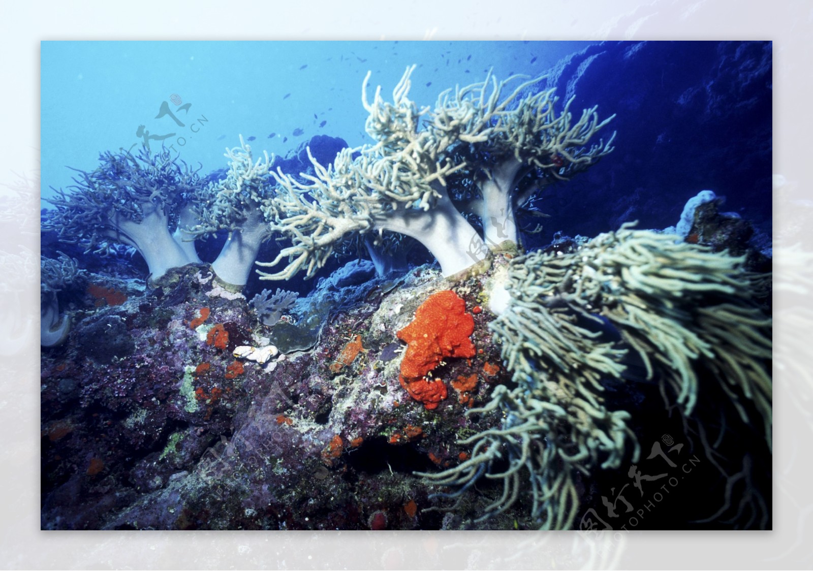 全球首席大百科深海生物鱼珊瑚海底