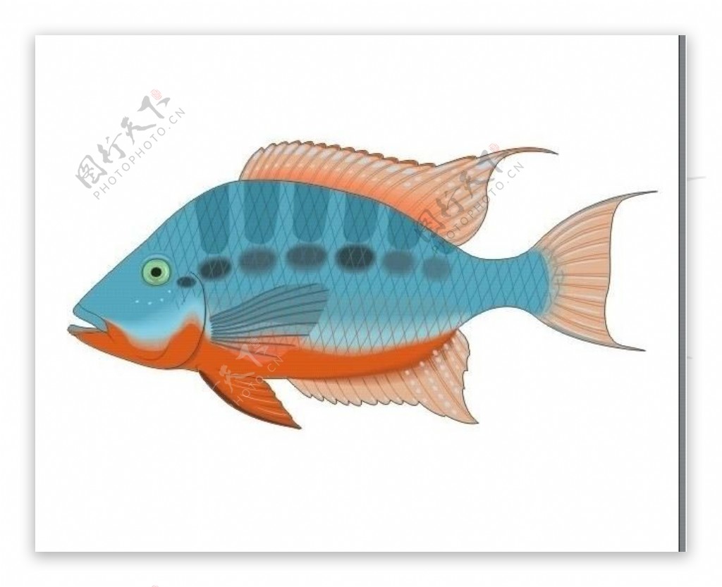 热带鱼鱼类图片