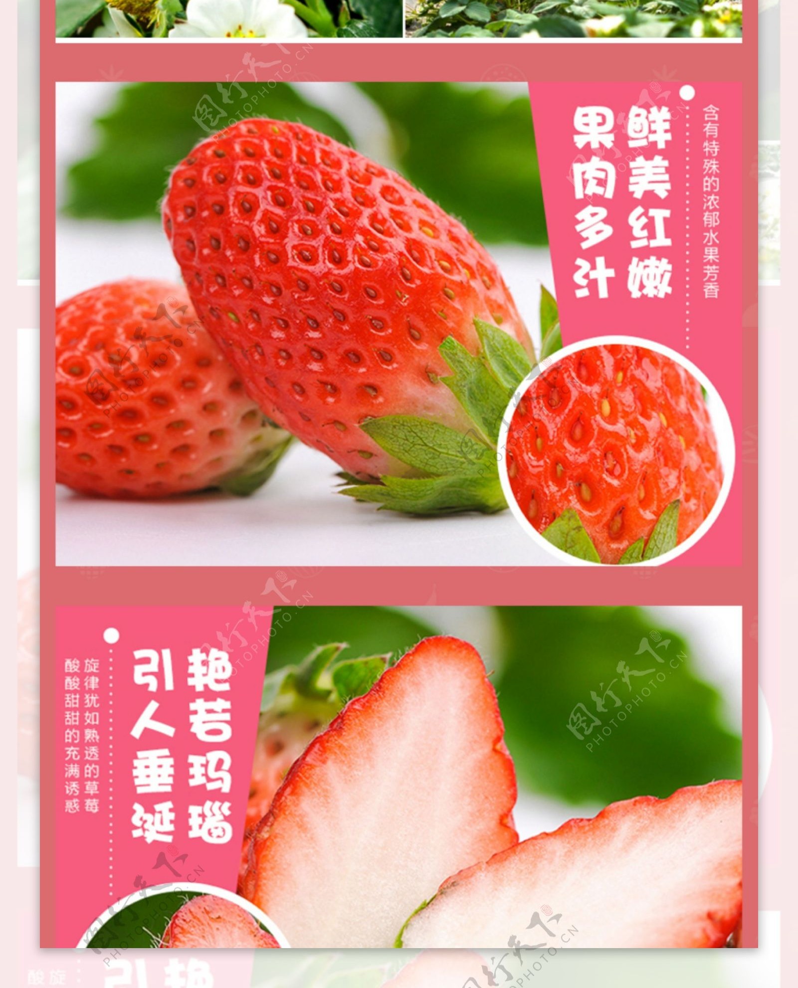 草莓详情