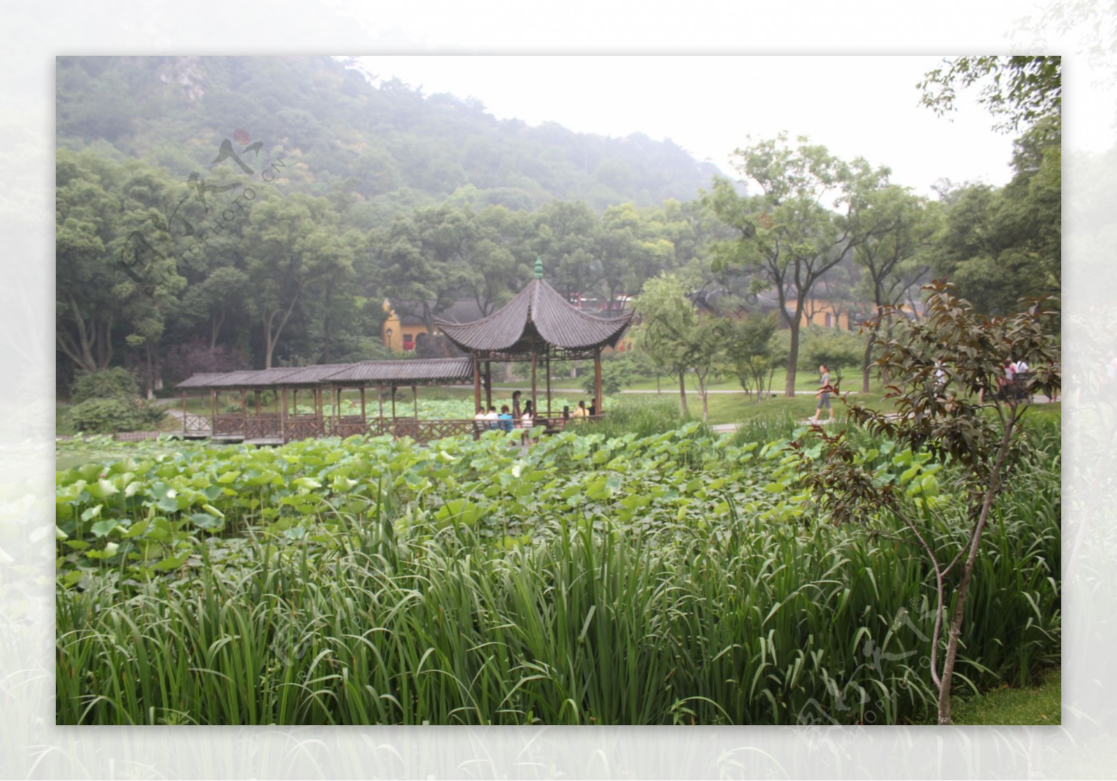 亭林公园自然风景画图片