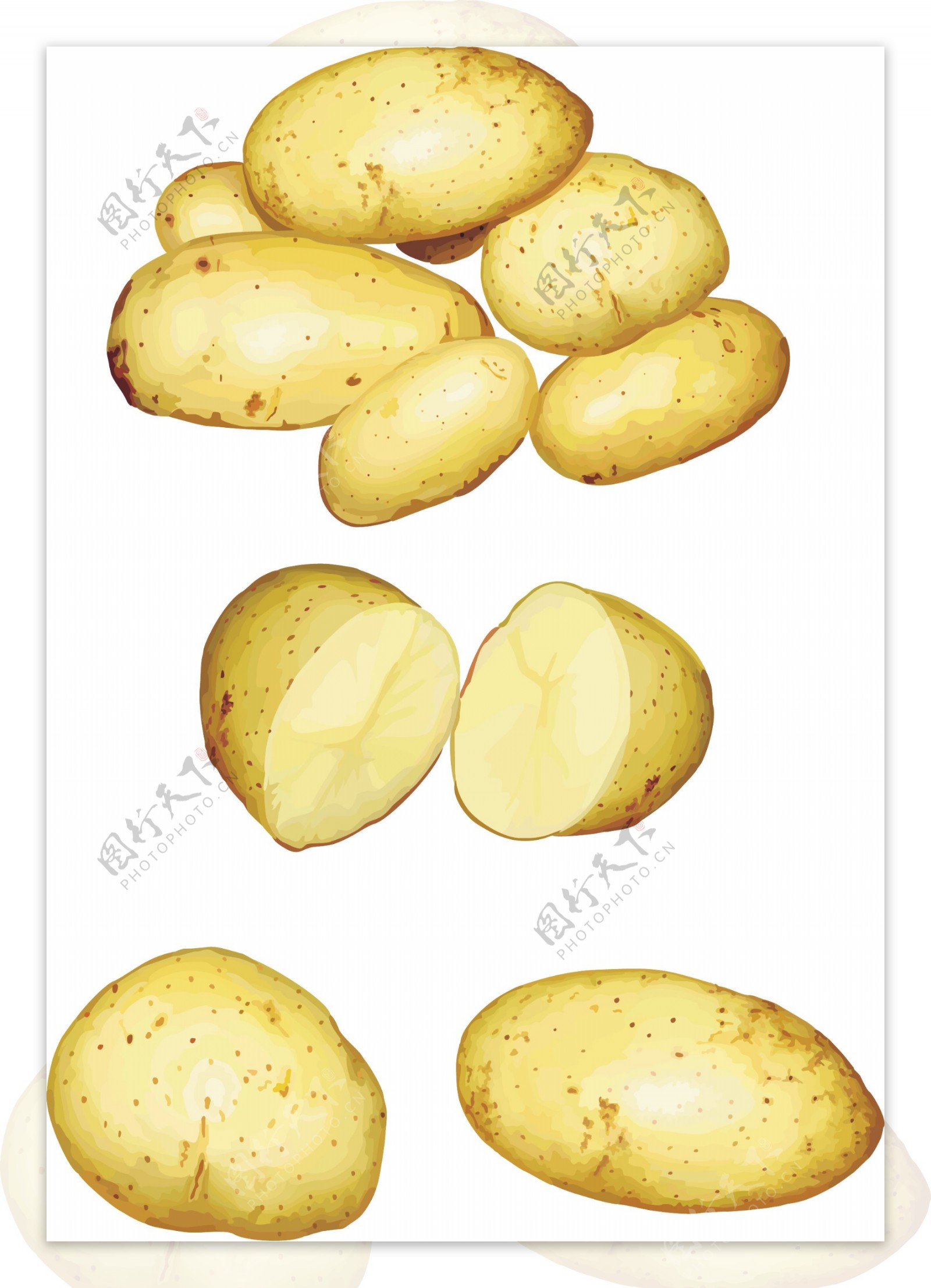 写实土豆