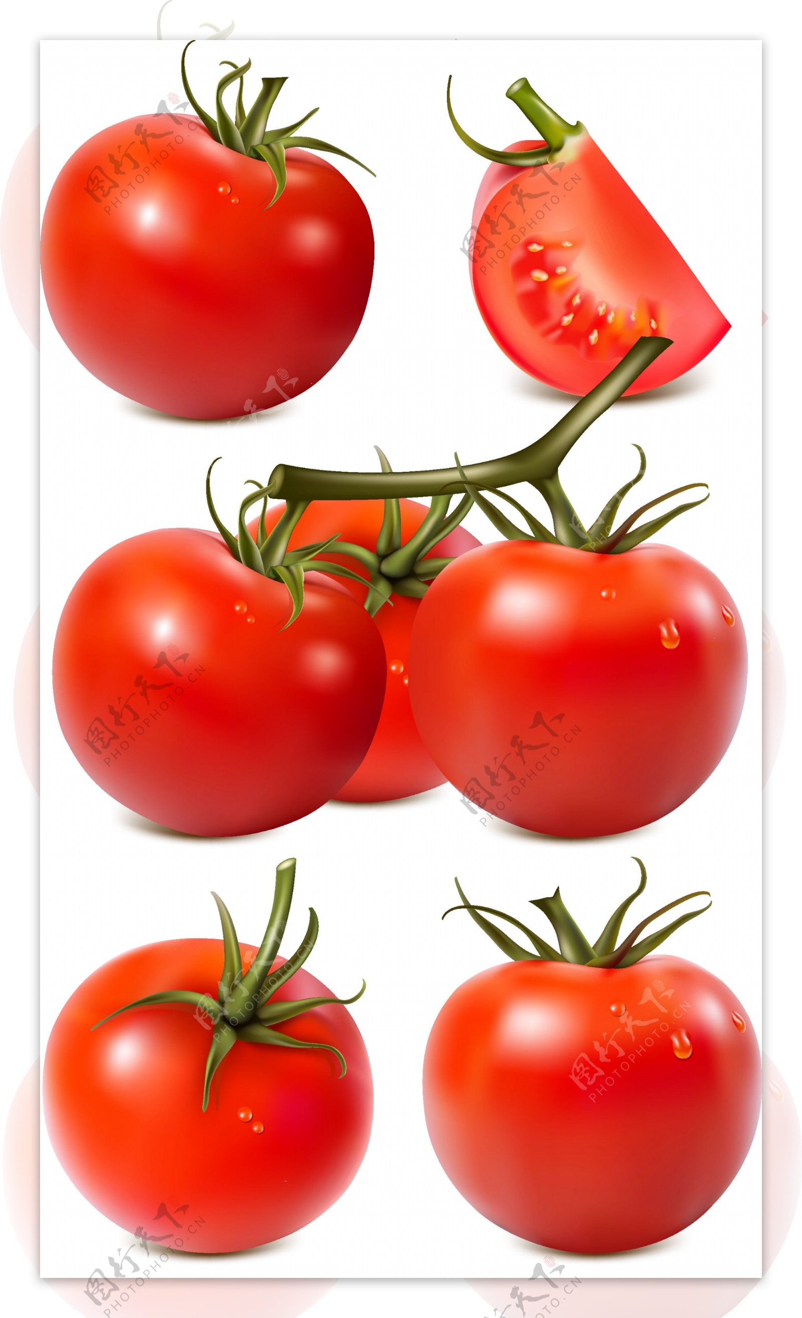 新鲜西红柿矢量素材