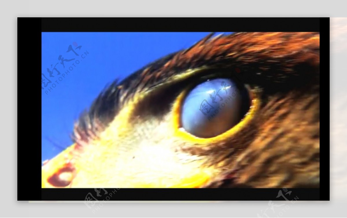 老鹰眼神视频素材