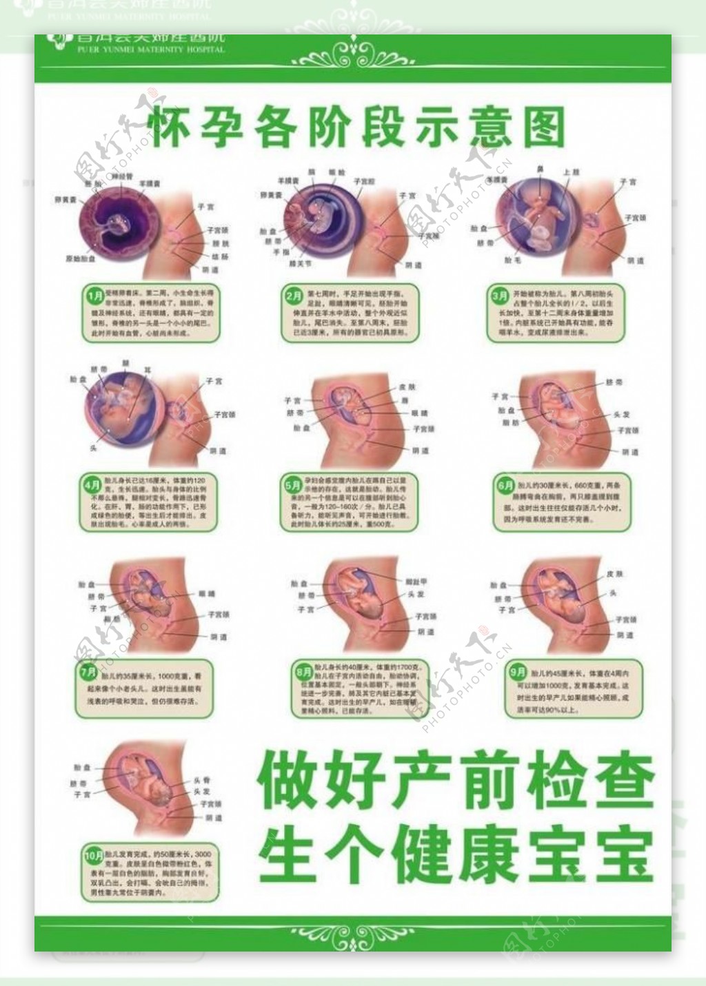 胎儿发育图图片
