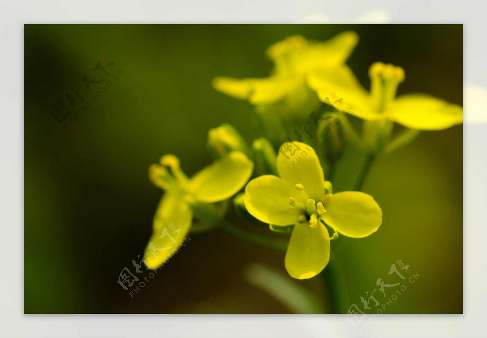 油菜花