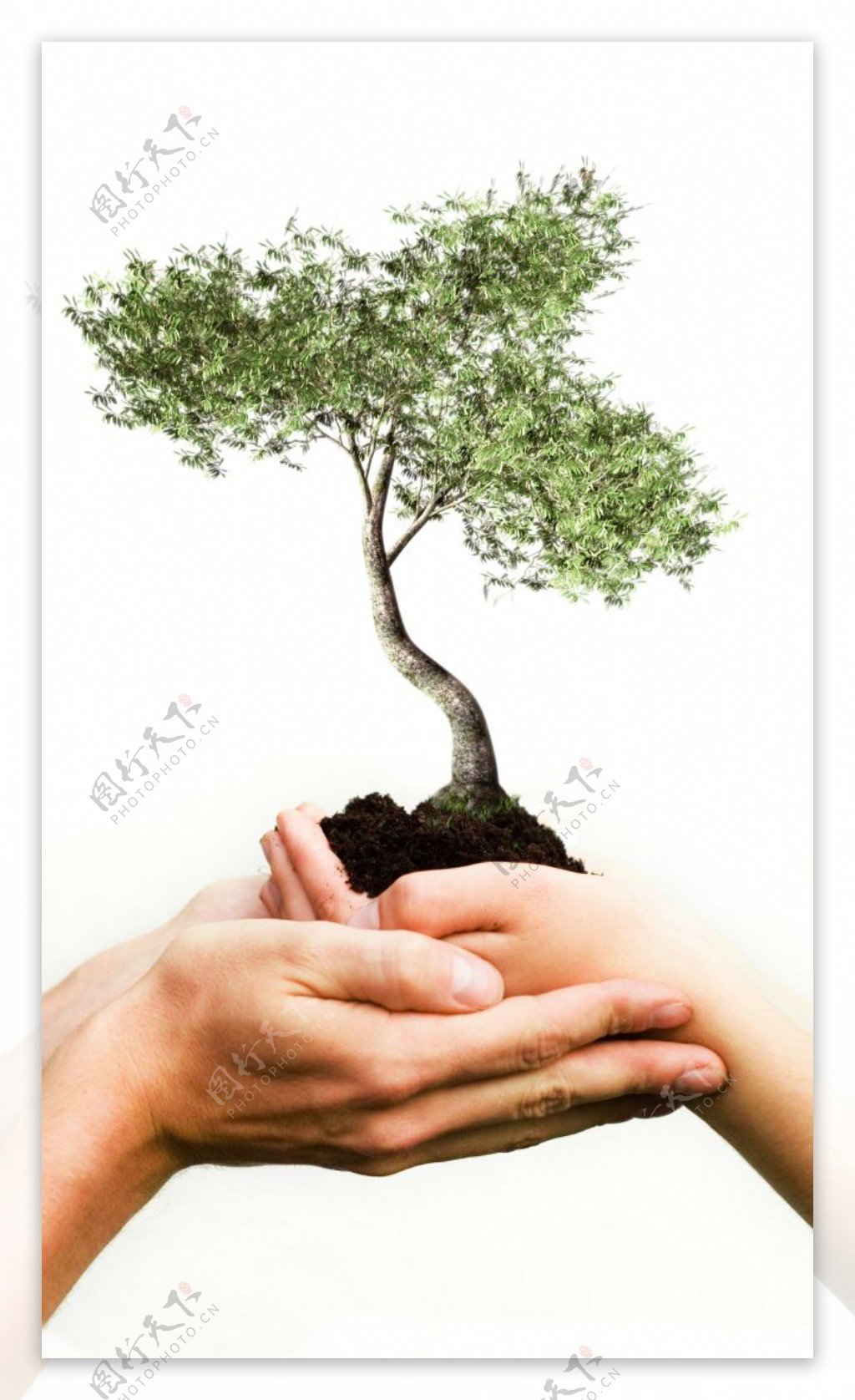 双手捧树环保素材图片
