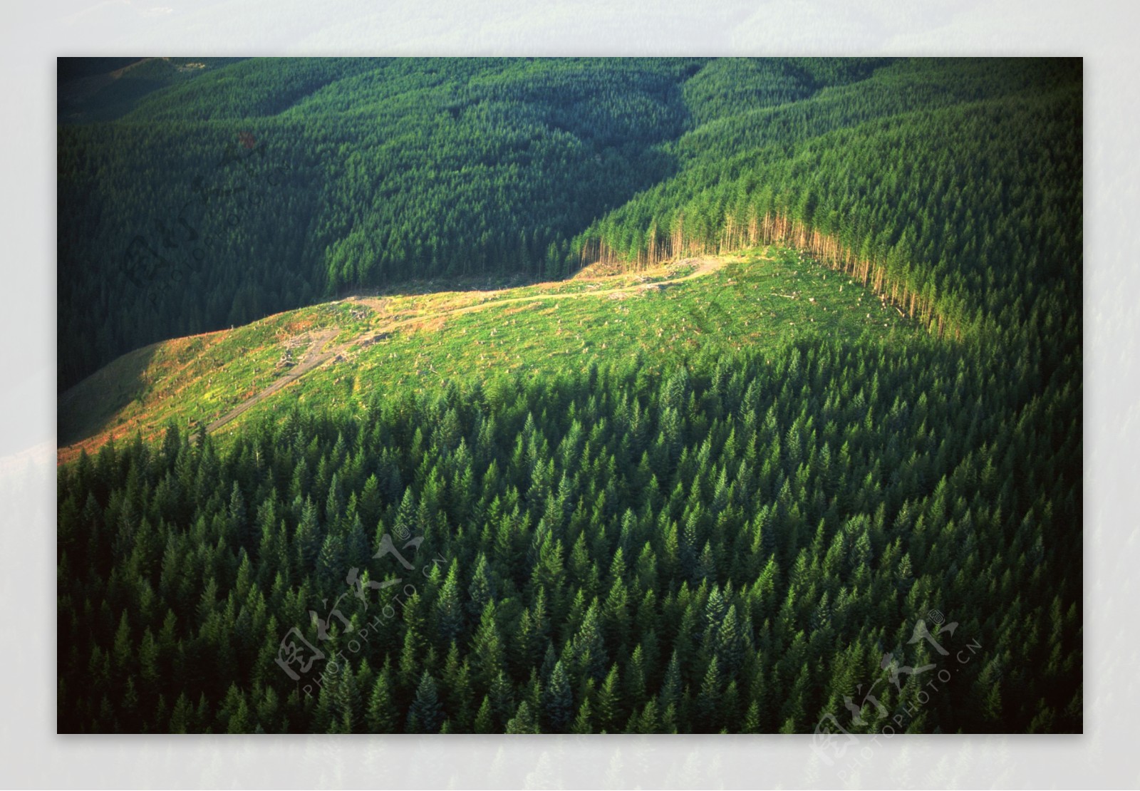 高山绿树原始森林