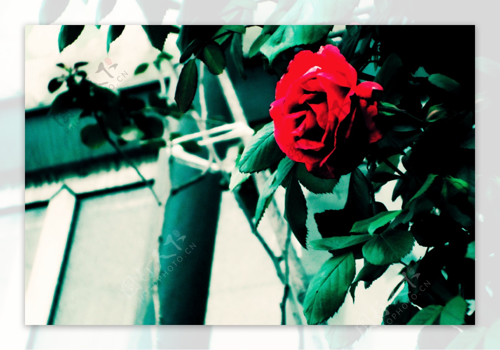 玫瑰