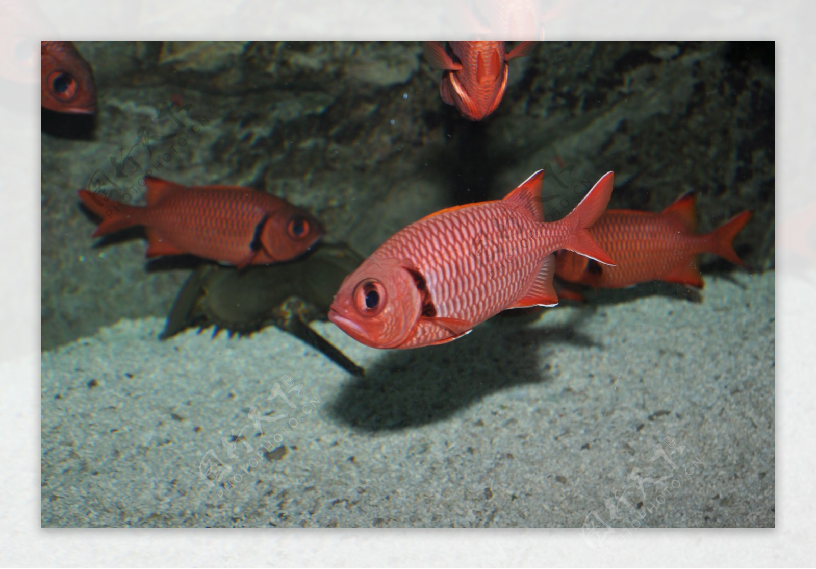 有大红鱼的热带淡水水族馆风景名胜免费下载_jpg格式_2449像素_编号42281812-千图网