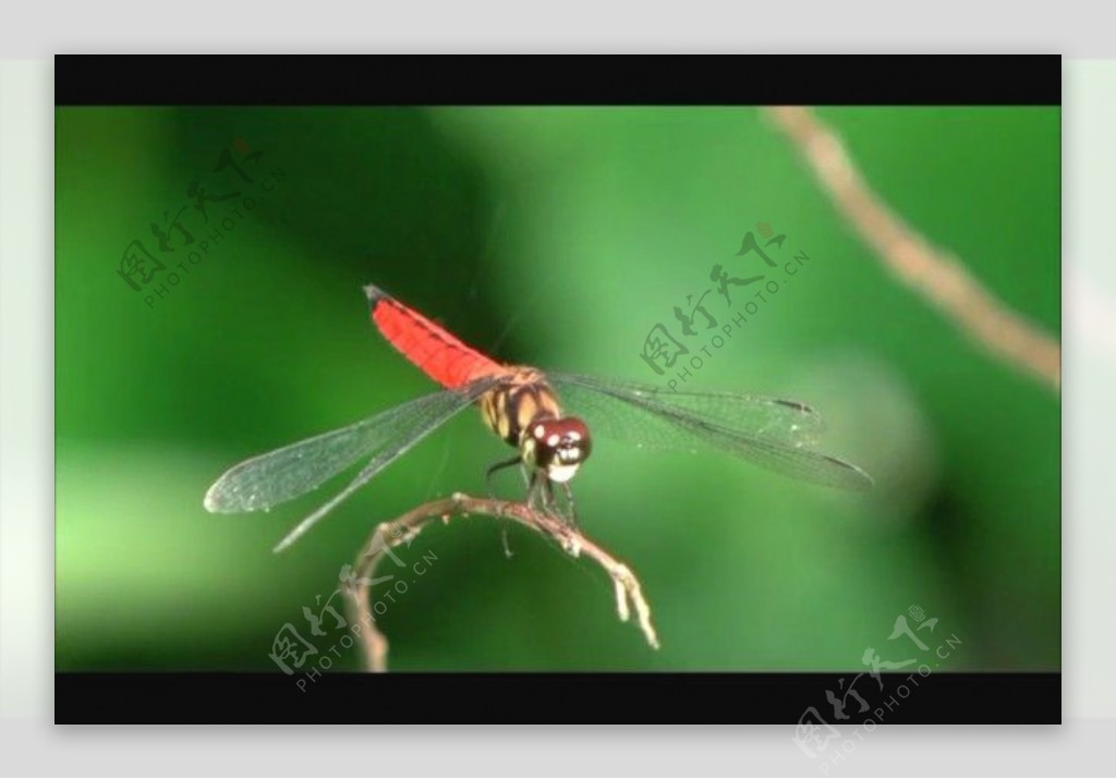 蜻蜓视频素材素材下载