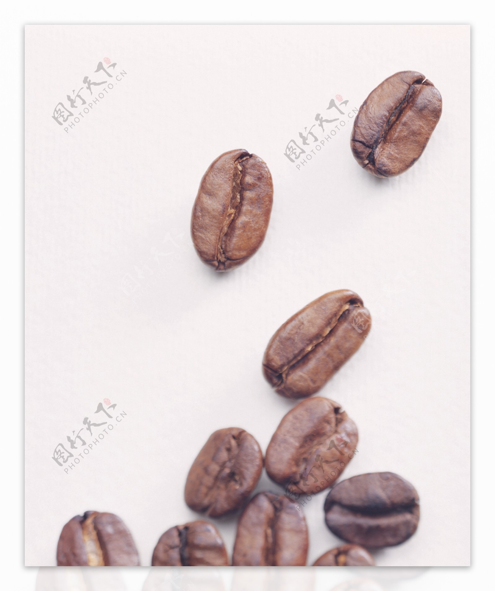 前进中的咖啡豆咖啡种子