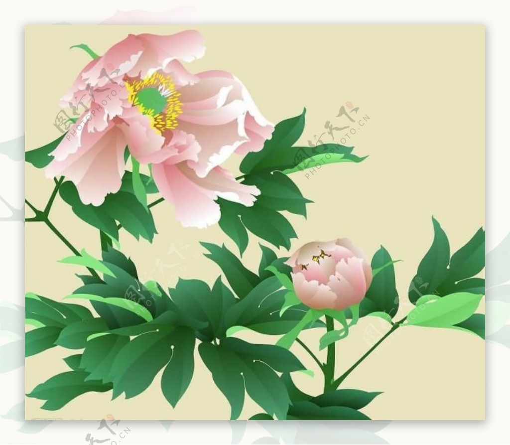 花卉写实插画牡丹图片